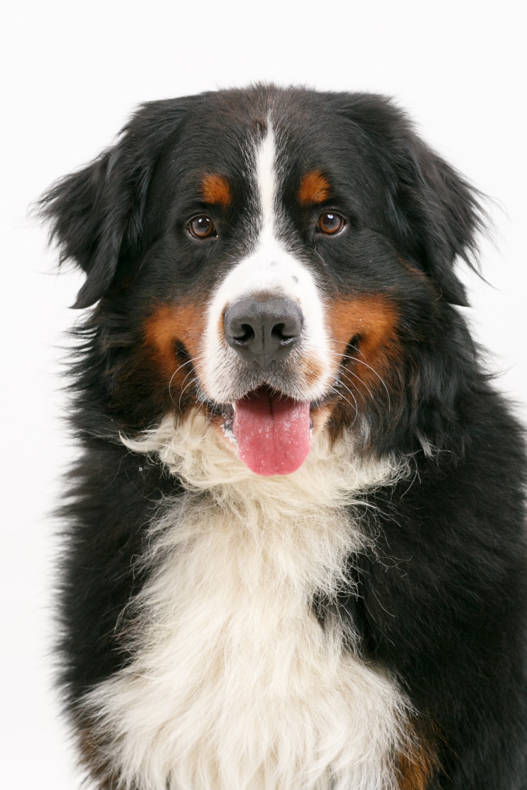 Бернський зенненхунд з заплутаною шерстю на грудці показує слинявого язика