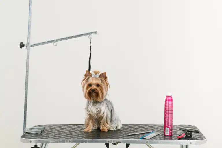 Йорк на чорній ринговці стоїть поруч з гребінцями та рожевим спреєм