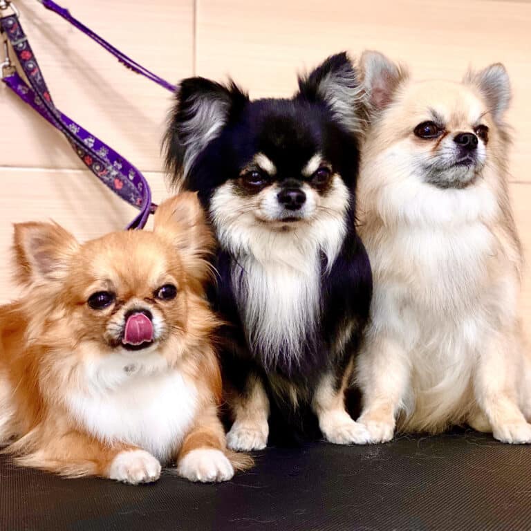 Три чихуахуа різного окрасу на фіолетових ринговках розташувались на одному столі