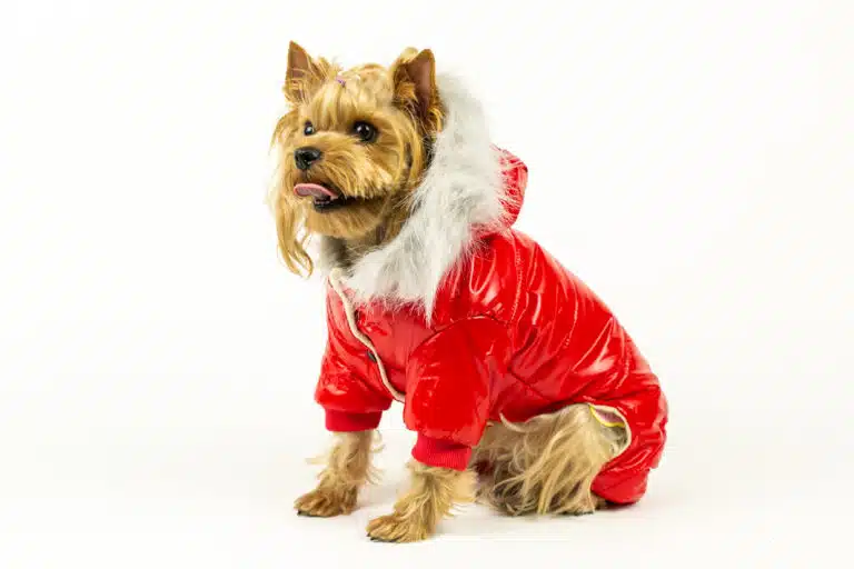 Червоний лаковий пуховик огортає тіло золотистого йорка