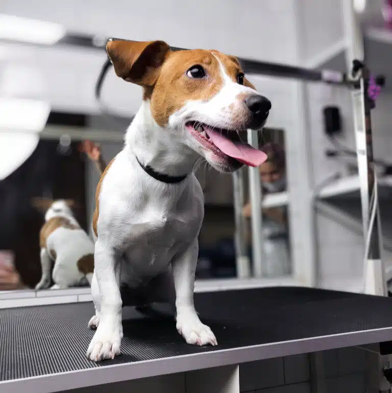 Гладкошерстий джек-рассел сідає на стіл, висолопивши язика та дивлячись попереду себе