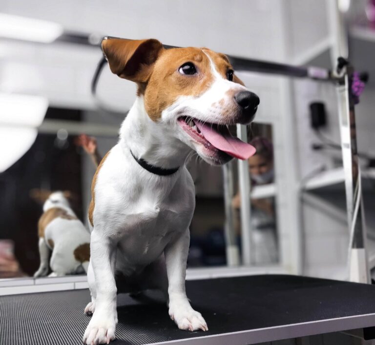 Гладкошерстий джек-рассел сідає на стіл, висолопивши язика та дивлячись попереду себе