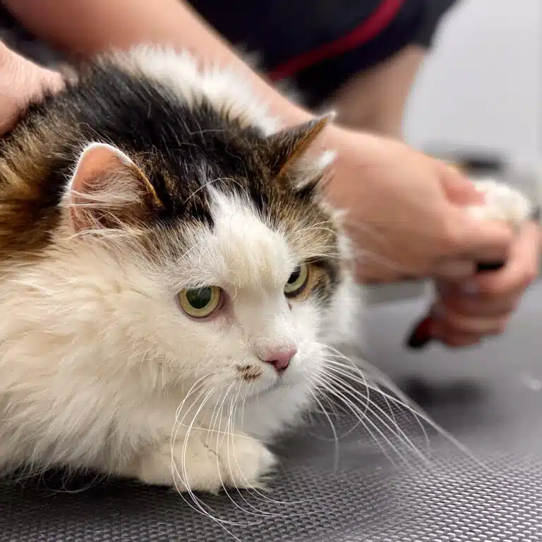 Кішка з довгими білими вусами та жовтими очима лежить на чорному столі та дозволяє стригти свої кігті на лівій передній лапі