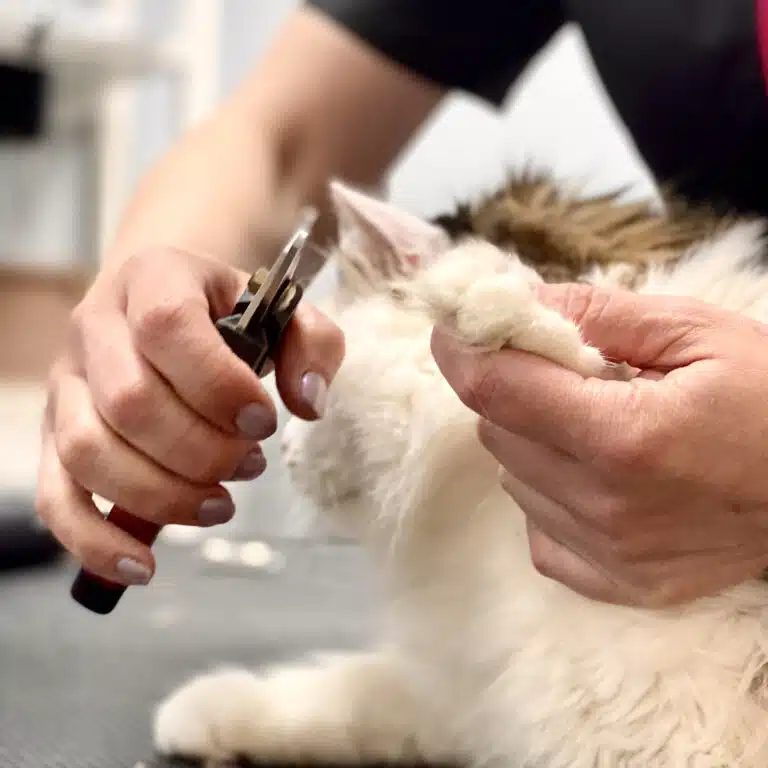Грумер тримає масивний кігтеріз та лапу світлої кішки, щоб підстригти їй кігті