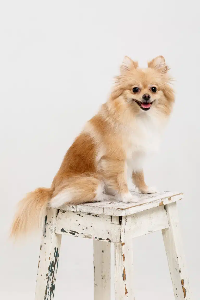 Рудий шпіц з короткою стрижкою сидить на потертій дерев'яній табуретці
