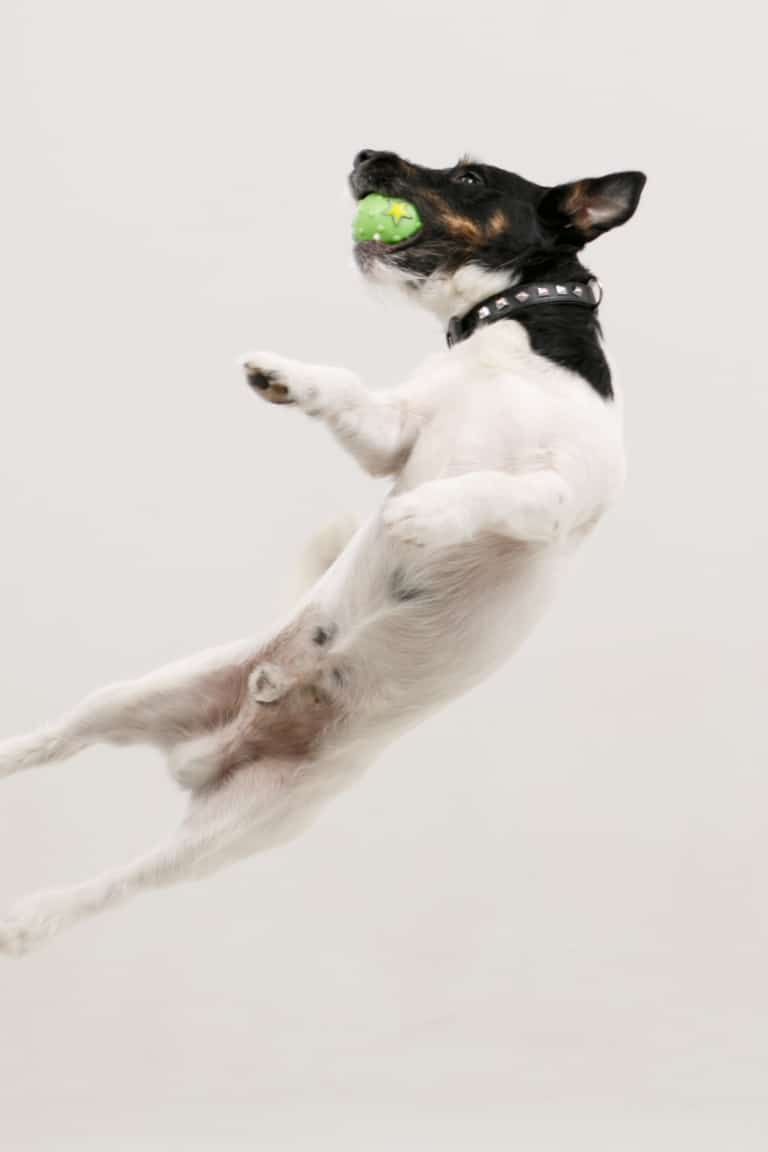 Білий пес з чорною головою на льоту спіймав зелений м'яч з зірочкою