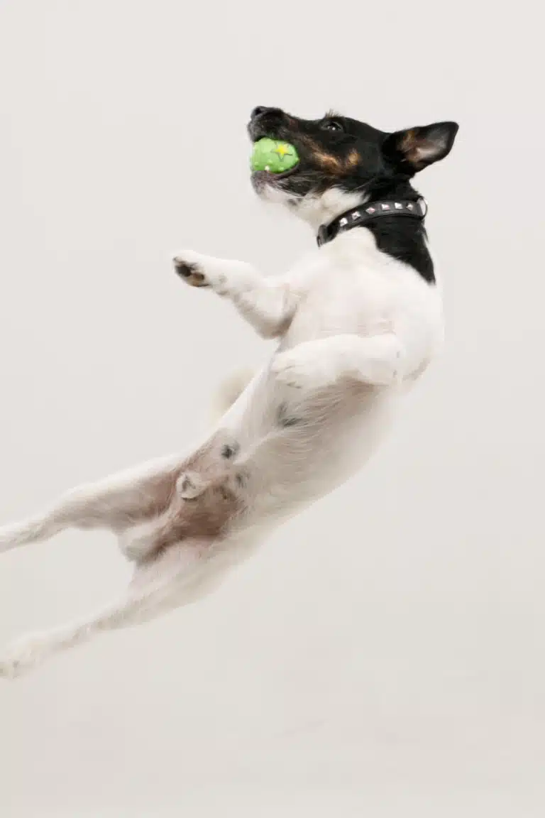 Білий пес з чорною головою на льоту спіймав зелений м'яч з зірочкою