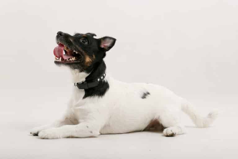 Чорно-білий пес в чорному нашийнику лежить на підлозі та дивиться вверх