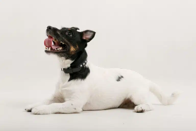 Чорно-білий пес в чорному нашийнику лежить на підлозі та дивиться вверх