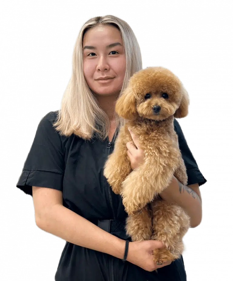 Грумерка в чорній формі тримає мальтіпу під грудку та задні лапки для стабільності