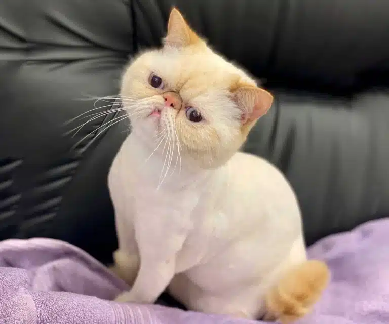 Рудий кіт з пласкою мордою та підстриженою шерстю сидить на фіолетовому рушнику