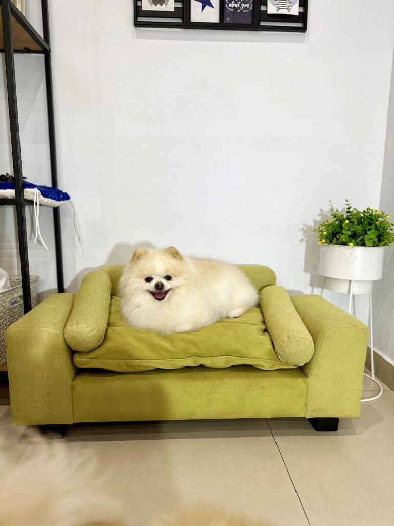 Біля білого вазона з рослиною стоїть зелений диван, на якому відпочиває шпіц