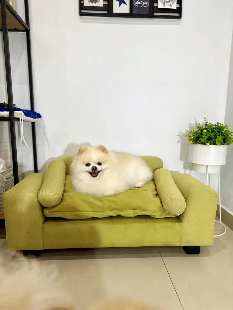 Біля білого вазона з рослиною стоїть зелений диван, на якому відпочиває шпіц