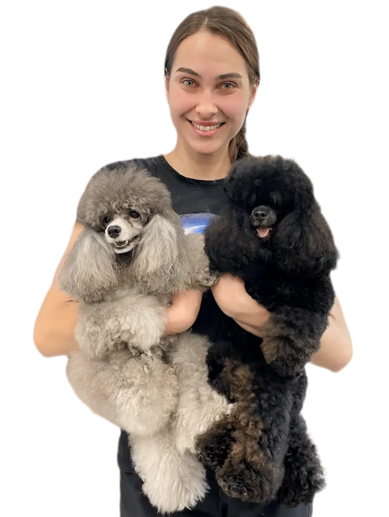 Дівчина з косою тримає в руках двох пуделів сірого та чорного окрасу