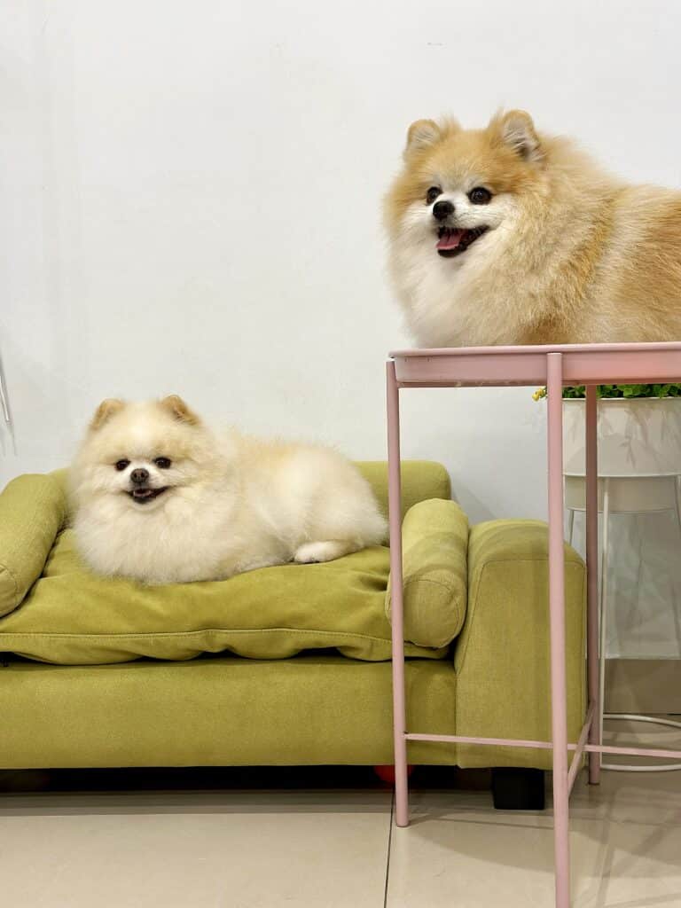 Один шпіц лежить на салатовому дивані, а інший - на рожевому столику з тонкими ніжками