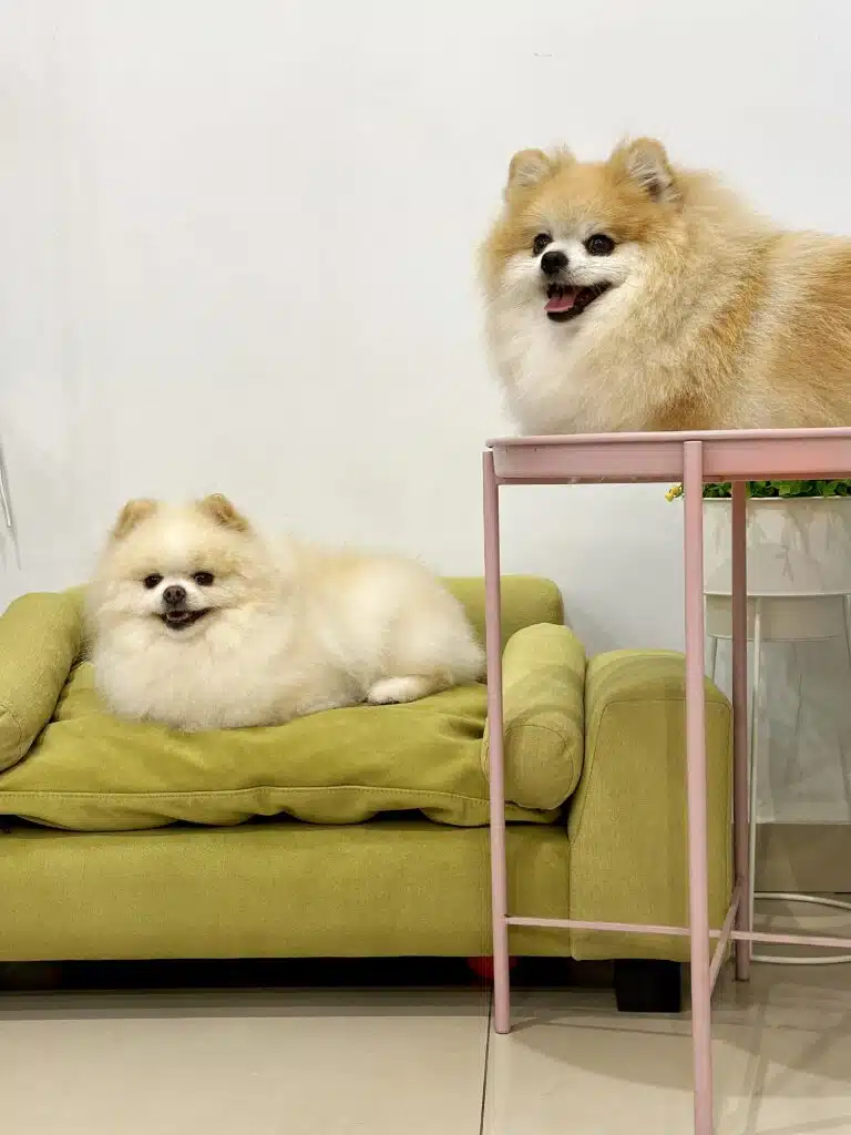 Один шпіц лежить на салатовому дивані, а інший - на рожевому столику з тонкими ніжками