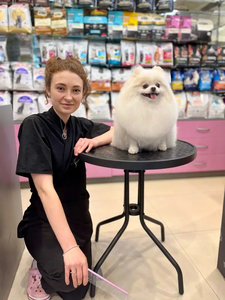 Грумер з гребінцем в руках присіла біля столика, на якому сидить білий підстрижений шпіц