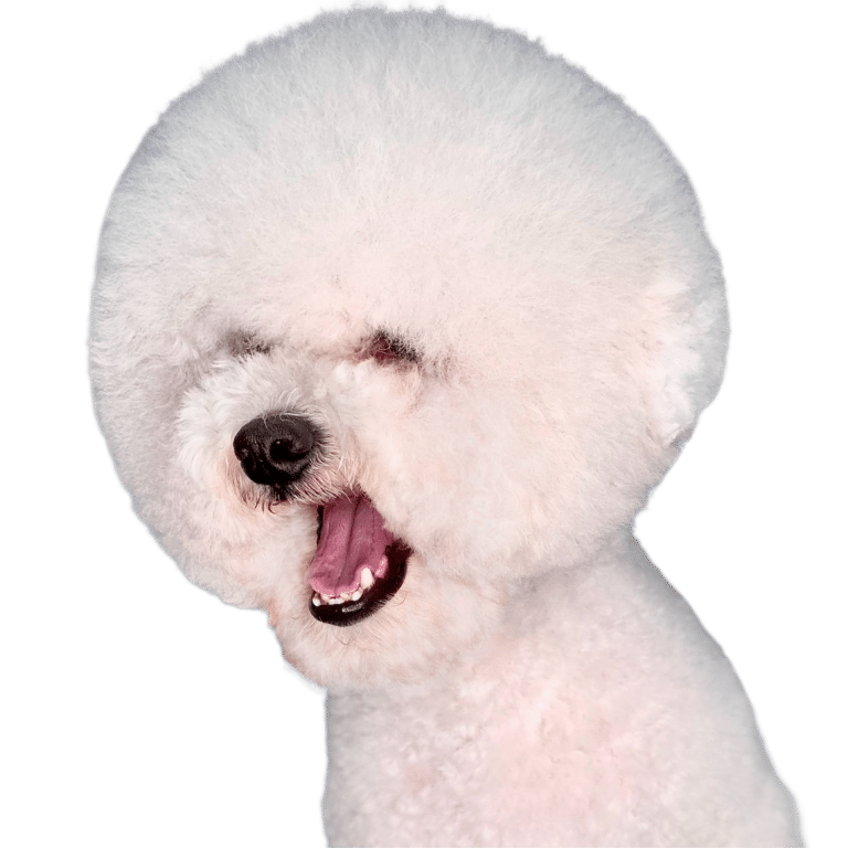 Bichon grooming best sale near me