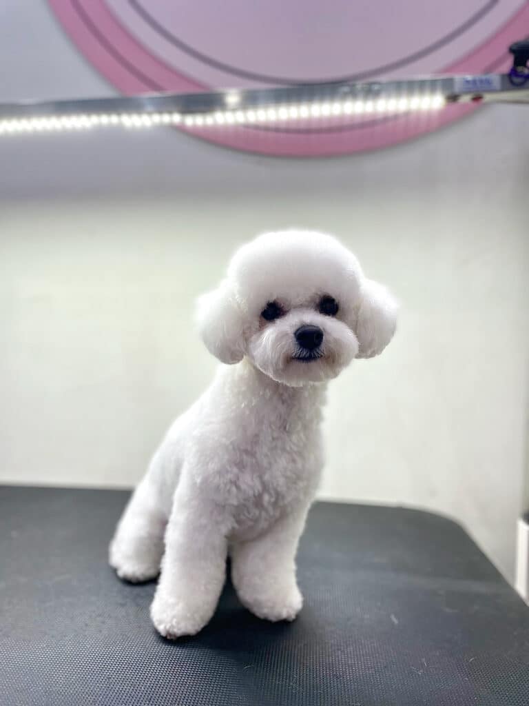 Бішон з азійською стрижкою голови підсвічується верхньою лампою