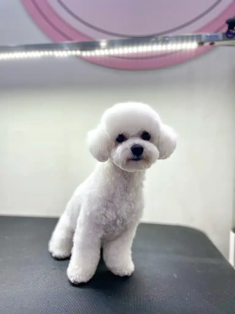 Бішон з азійською стрижкою голови підсвічується верхньою лампою