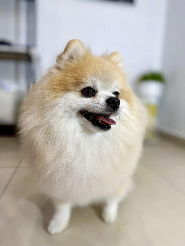 Шпіц йде по бежевій плитці в білій кімнаті з вазоном