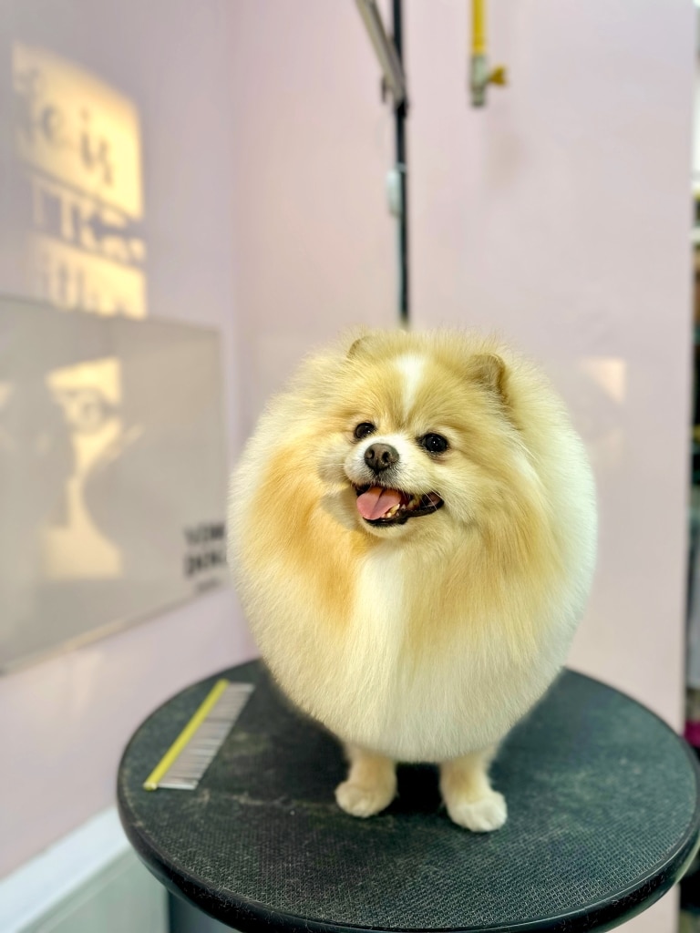 На стіні біля шпіца з жовтим гребінцем сонячне проміння малює зображення