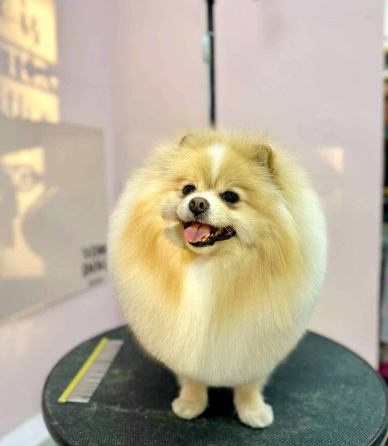 На стіні біля шпіца з жовтим гребінцем сонячне проміння малює зображення