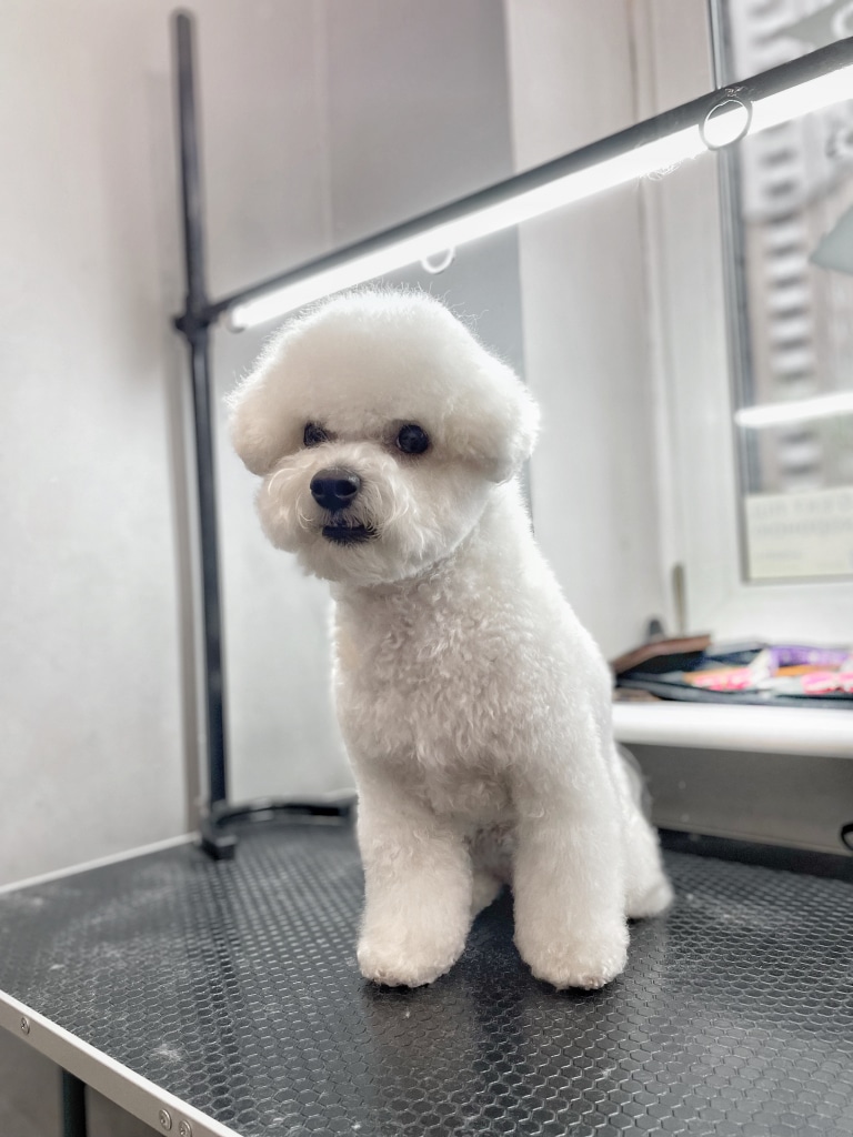 Бішон з короткою стрижкою голови виглядає батьків біля вікна