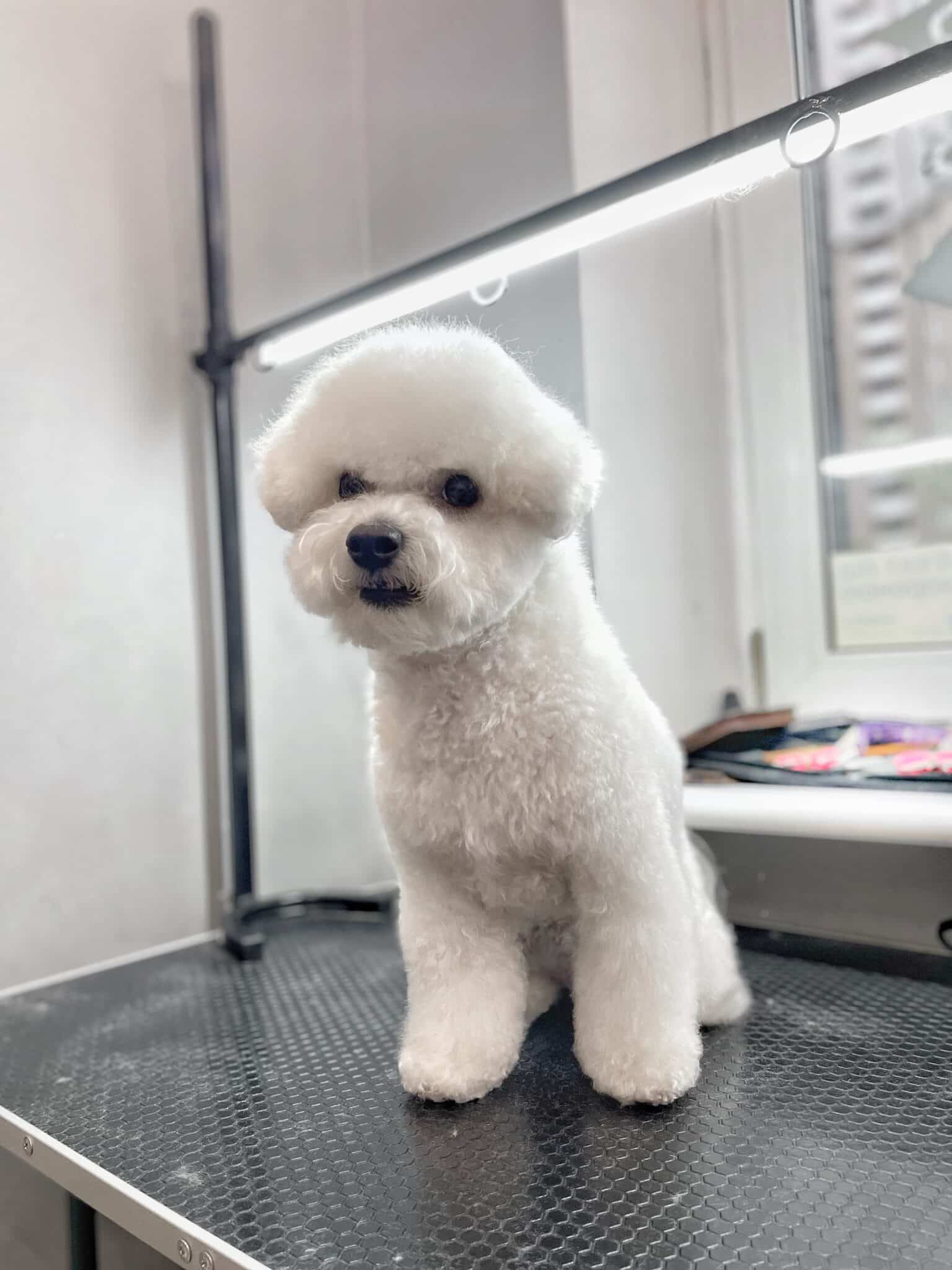 Бішон з короткою стрижкою голови виглядає батьків біля вікна