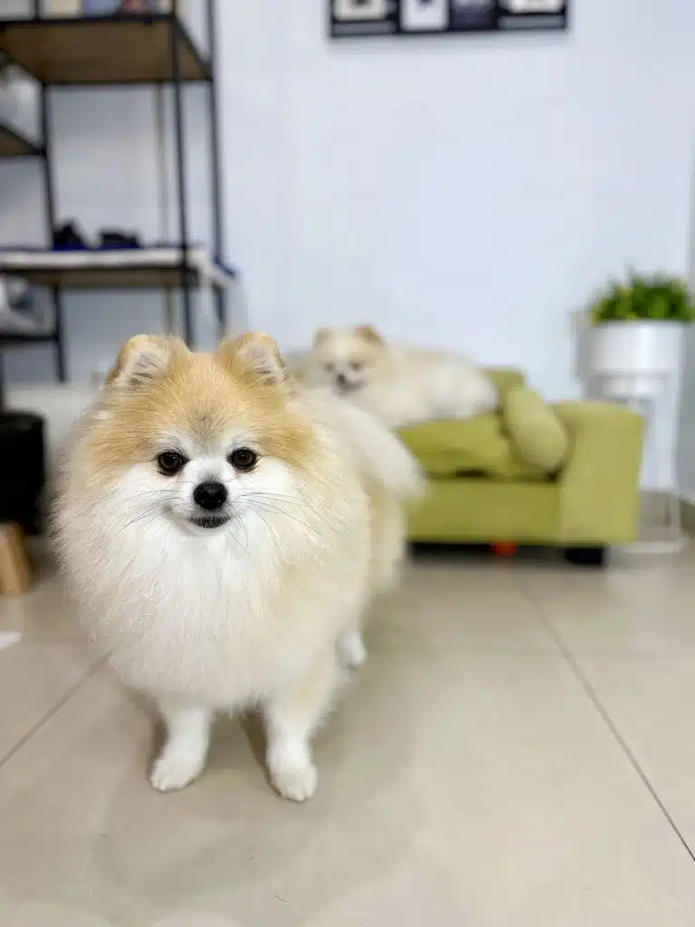 Поки один шпіц стоїть на підлозі, інший відпочиває на зеленому диванчику