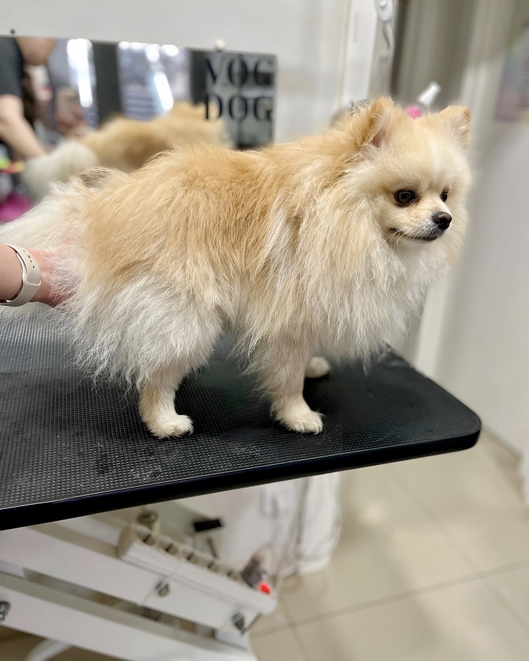 Шпіц перед стрижкою має збиту шерсть, яка на кінчиках закручується