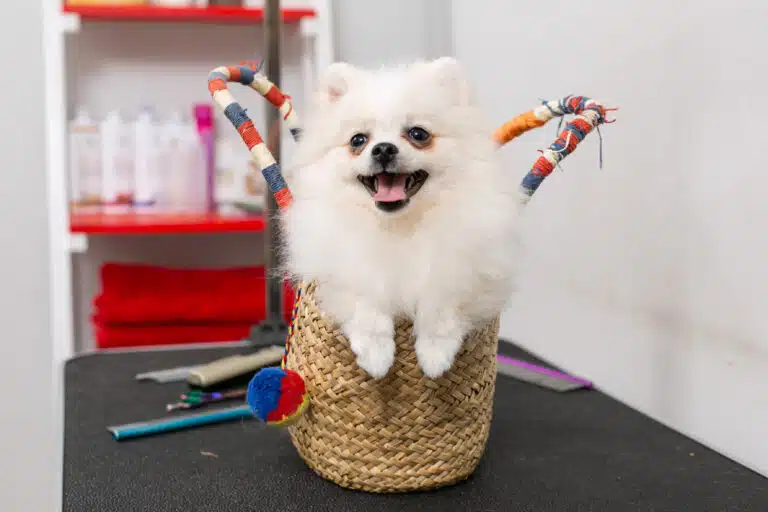 Маленький шпіц сидить у плетеному кошику з кольоровими ручками