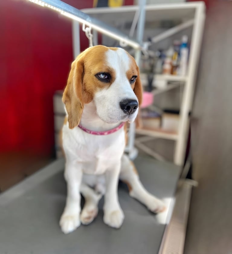 Бігль з блакитним оком сидить на столі з фіксацією рожевою ринговкою