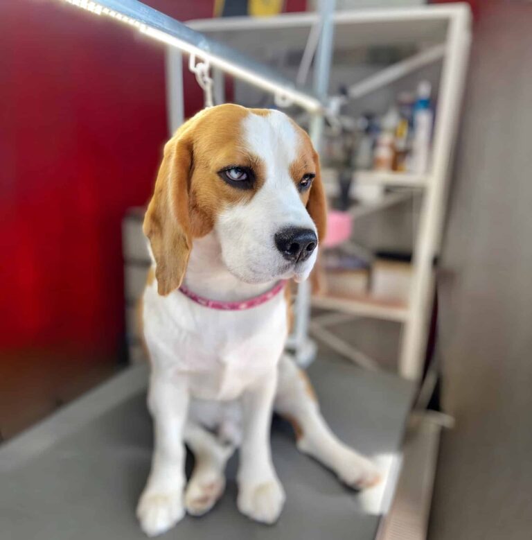 Бігль з блакитним оком сидить на столі з фіксацією рожевою ринговкою