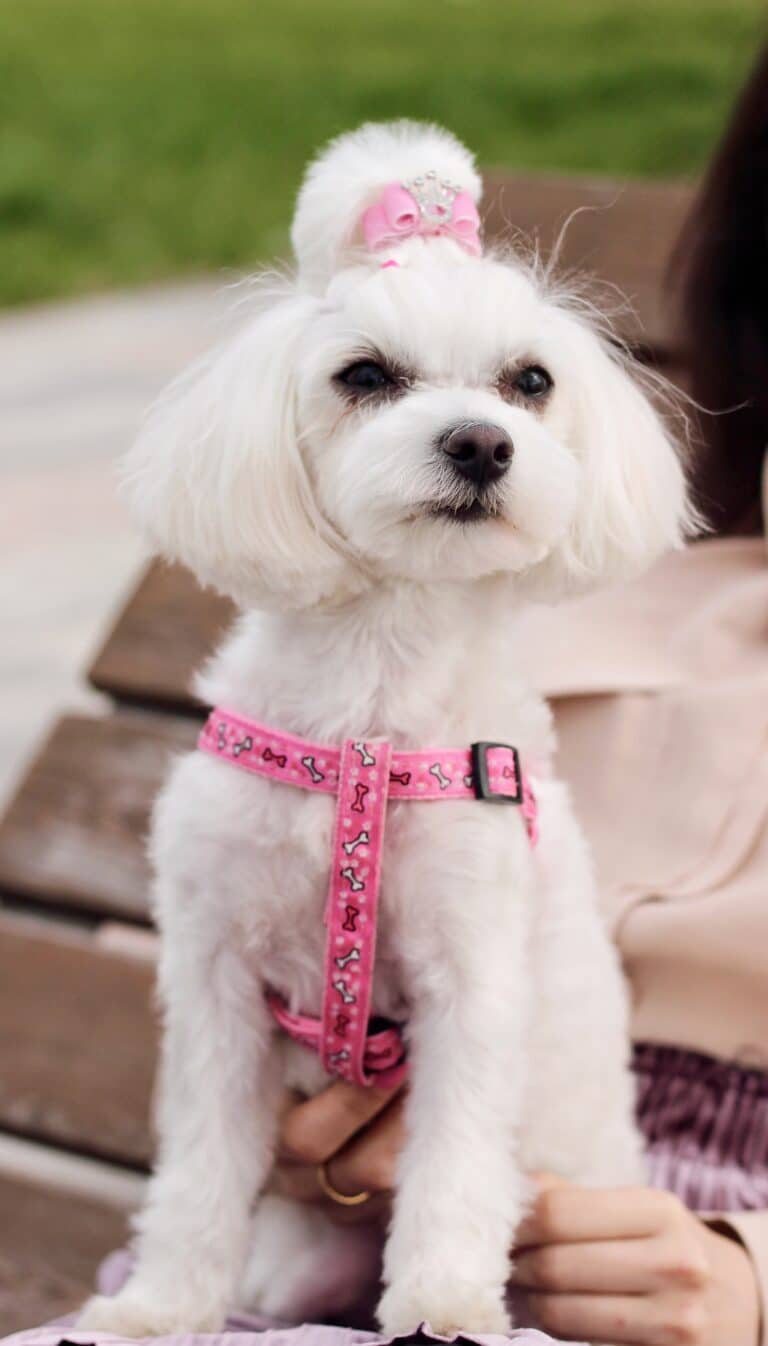 Мальтезе в рожевій шлейці сидить на руках дівчини, яка відпочиває на лавці