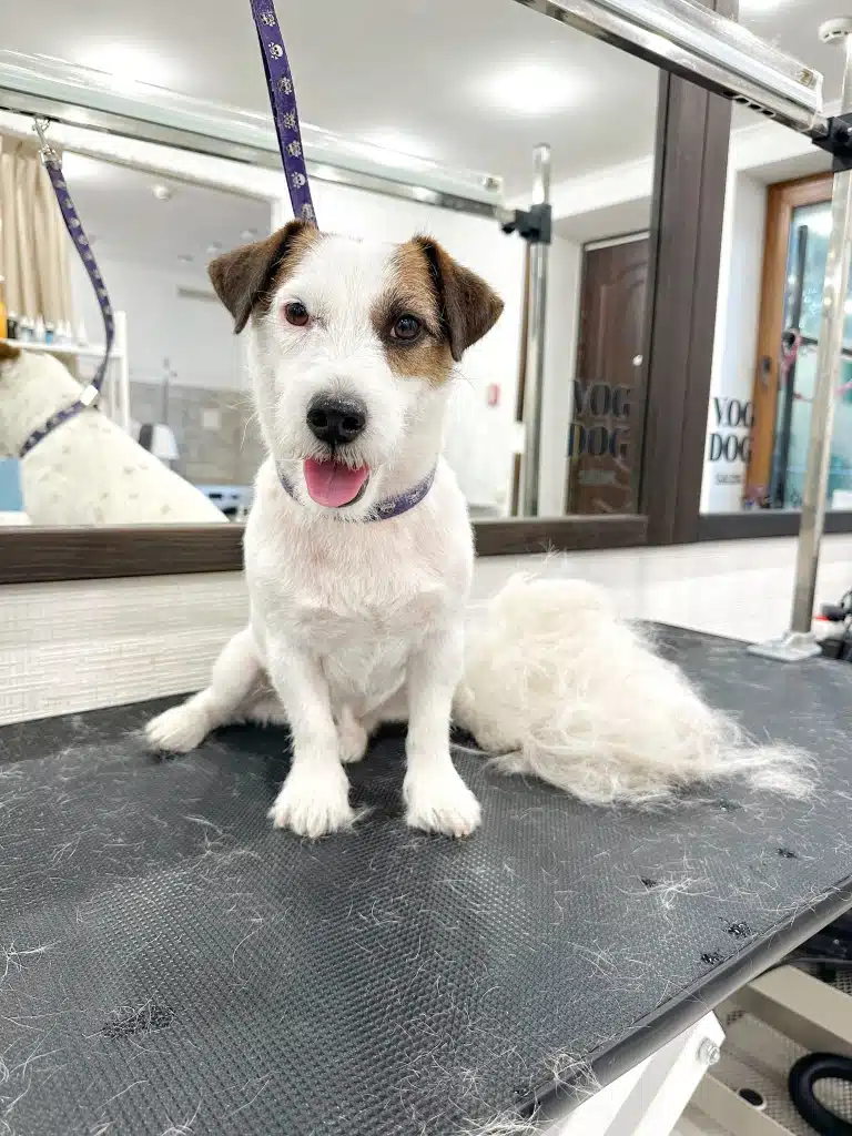 Джек-рассел на фіолетовій ринговці сидить поруч з шерстю, яку грумер вищипав під час тримінгу