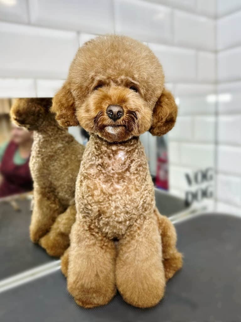 Мальтіпу з кучерявою короткою шерстю на тулубі має об'ємну плюшку на голові, яка прикриває очі