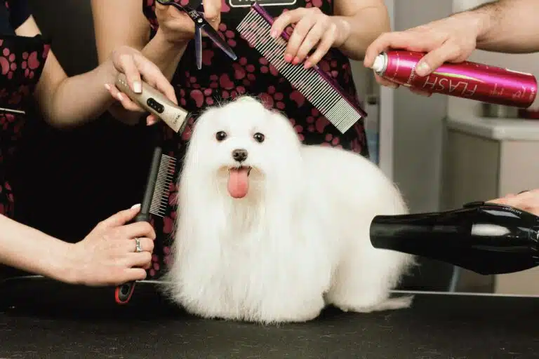 В руках грумерів різний інструмент, який вони піднесли до мальтезе