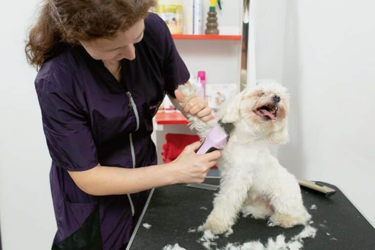 Жінка в темно-синій формі тримає мальтезе за передню лапу та забриває шию машинкою