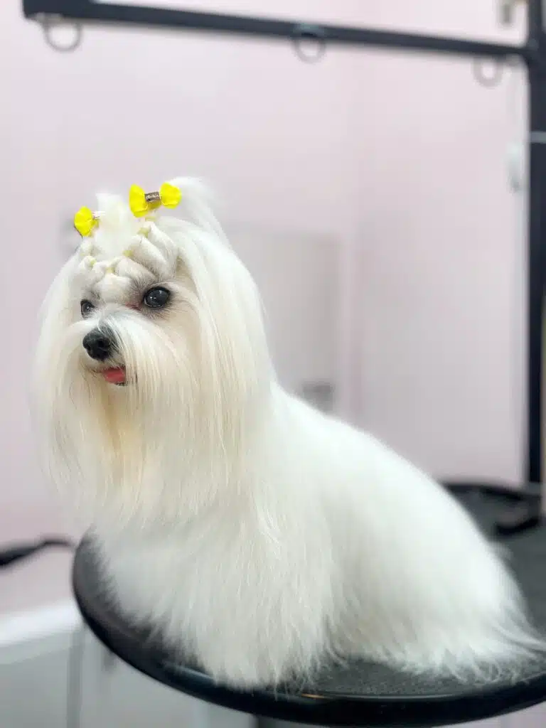 Мальтезе сидить боком на столі, висолопивши язика та демонструючи зачіску з жовтими бантиками