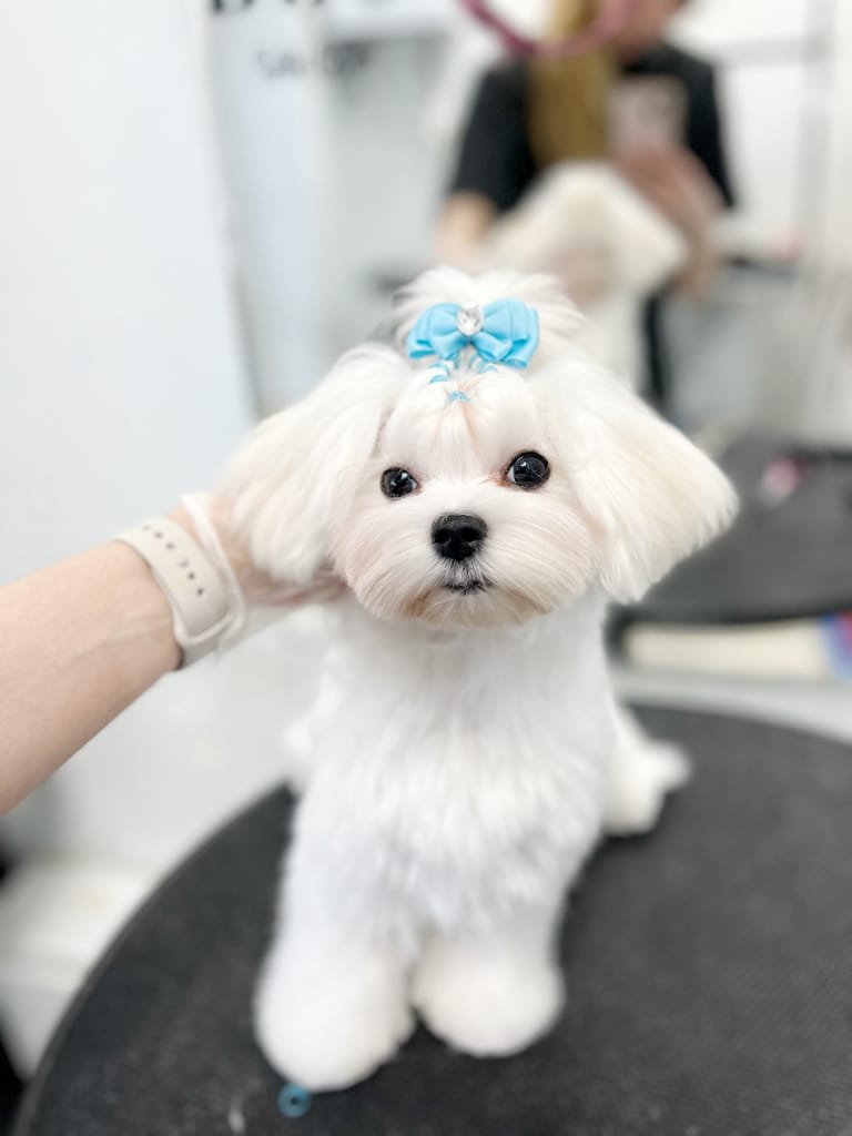 Грумер зі світлим годинником тримає за голову мальтезе з блакитними аксесуарами для зачіски