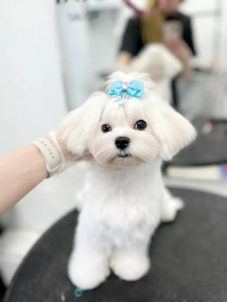 Грумер зі світлим годинником тримає за голову мальтезе з блакитними аксесуарами для зачіски