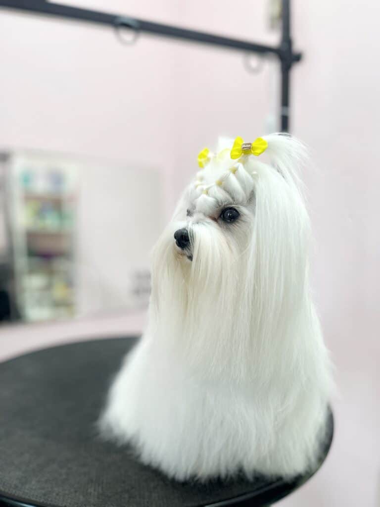 Мальтезе з довгою шерстю має зачіску з плетінням та використанням жовтих резинок