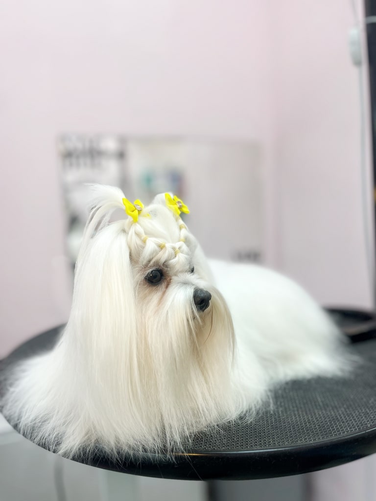 Довгошерста мальтезе має зачіску з жовтими бантиками та резинками