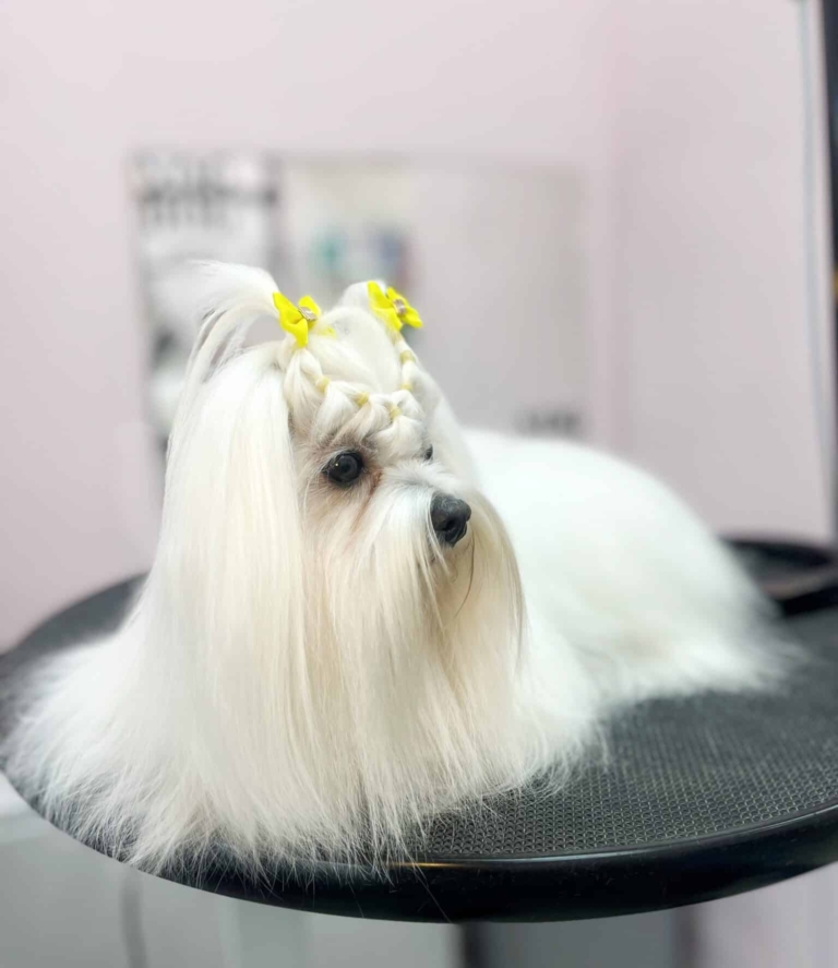 Довгошерста мальтезе має зачіску з жовтими бантиками та резинками