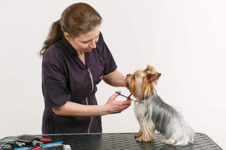 Дівчина в грумерській формі нахилилась над йорком, щоб підстригти нижню лінію голови ножицями