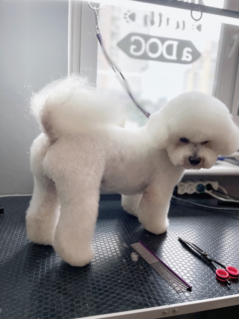 Грумер підстриг попу бішона персиком ножицями з рожевими кільцями