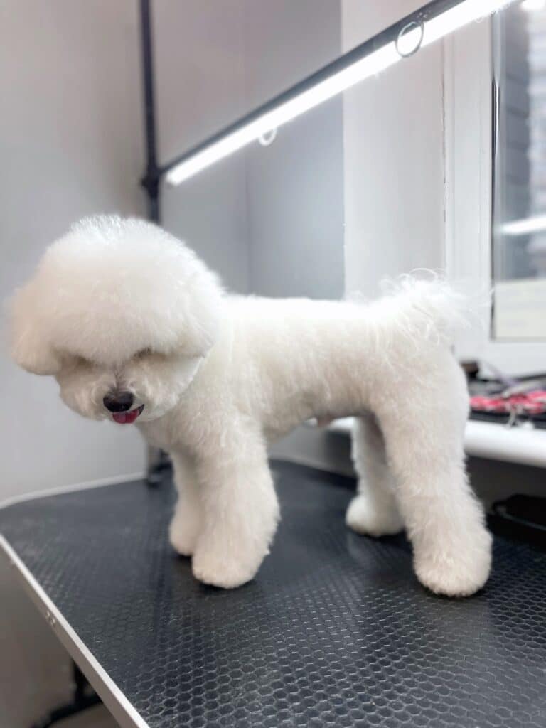 Бішон стоїть під лампою, прикріпленою до стола, та дивиться вниз