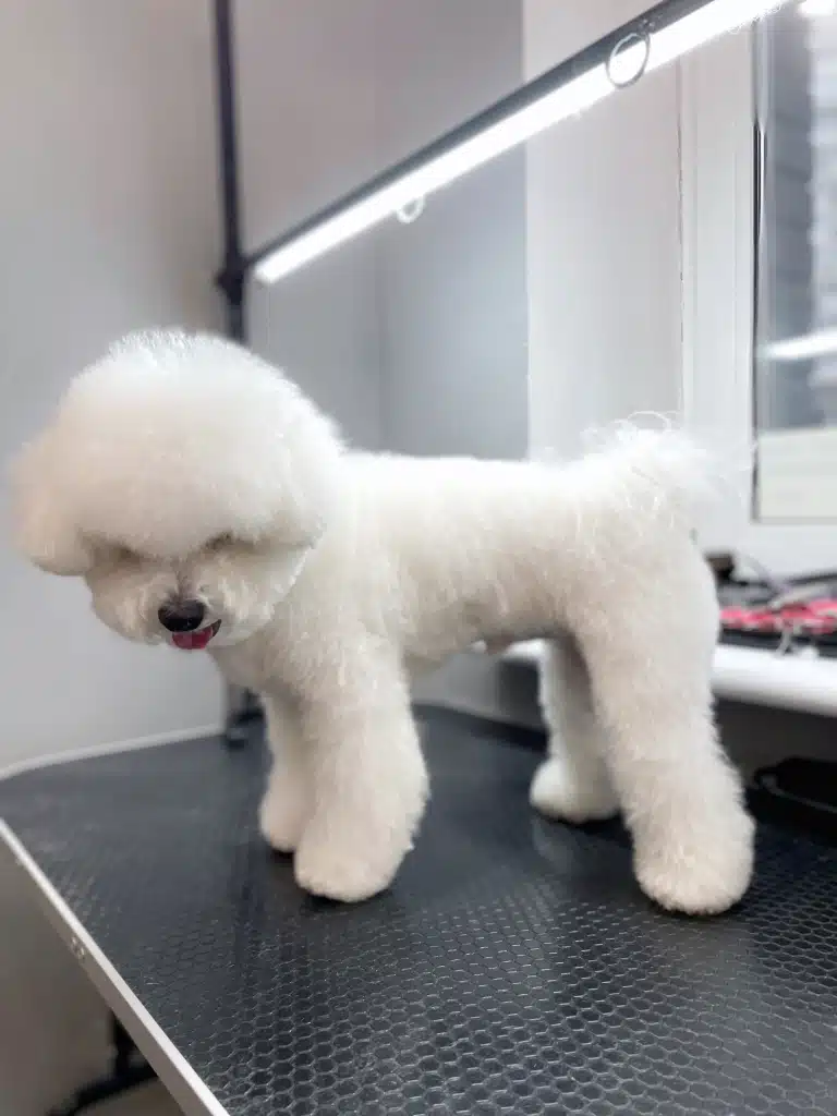 Бішон стоїть під лампою, прикріпленою до стола, та дивиться вниз