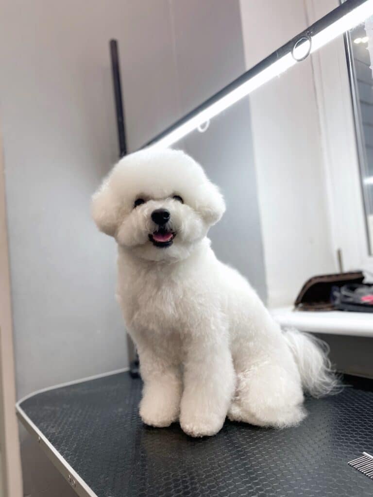 Бішон з азійською стрижкою стоїть біля підвіконня, на якому грумер розклав свій інструмент